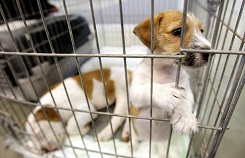 petadoption